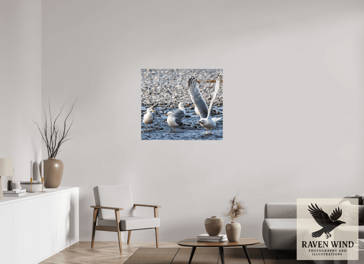 Raven Wind Photography & Illustrations-Wings in Motion - Seagulls on the Kasilof River, Fine Art Wildlife Print -