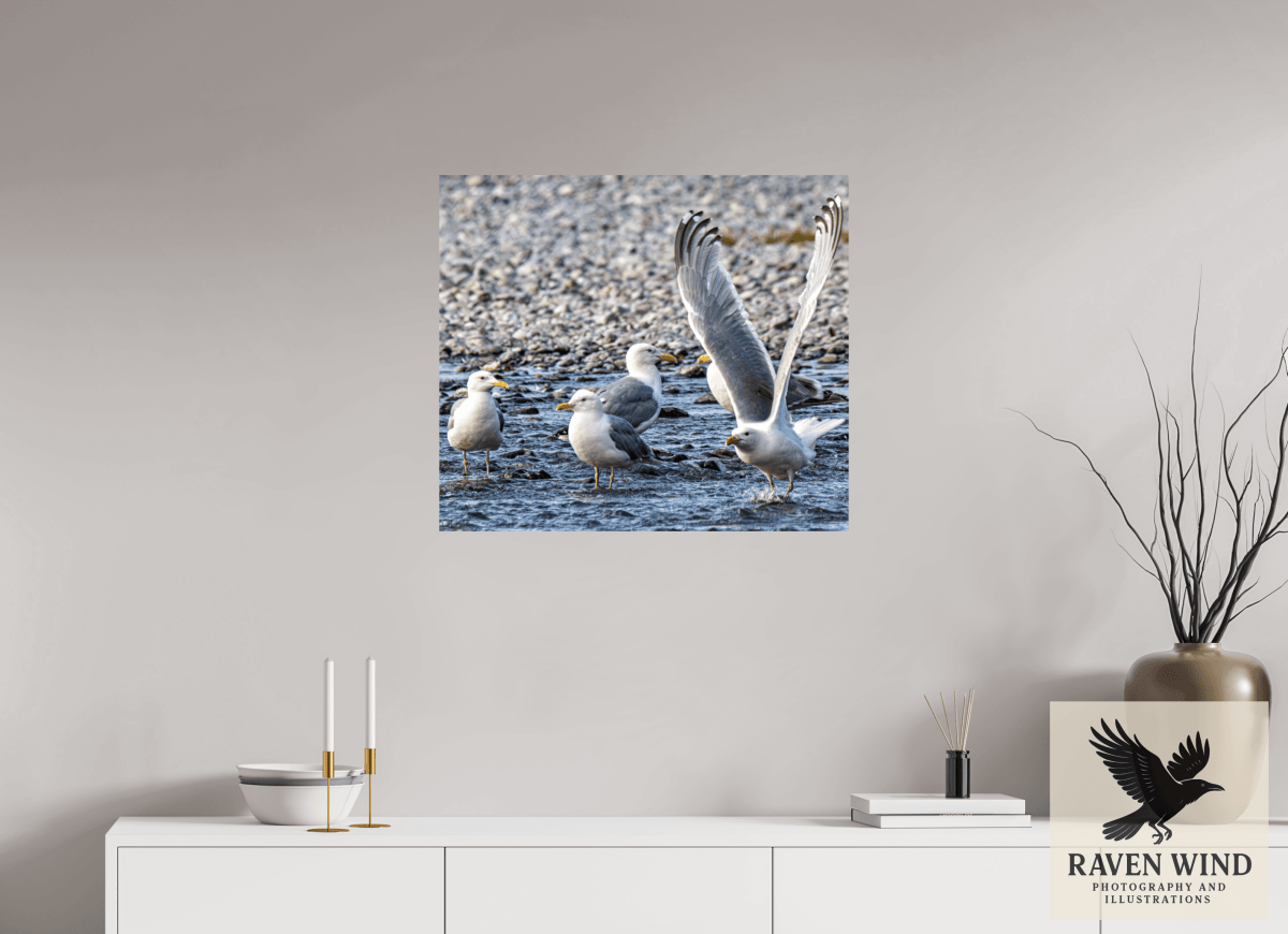 Raven Wind Photography & Illustrations-Wings in Motion - Seagulls on the Kasilof River, Fine Art Wildlife Print -
