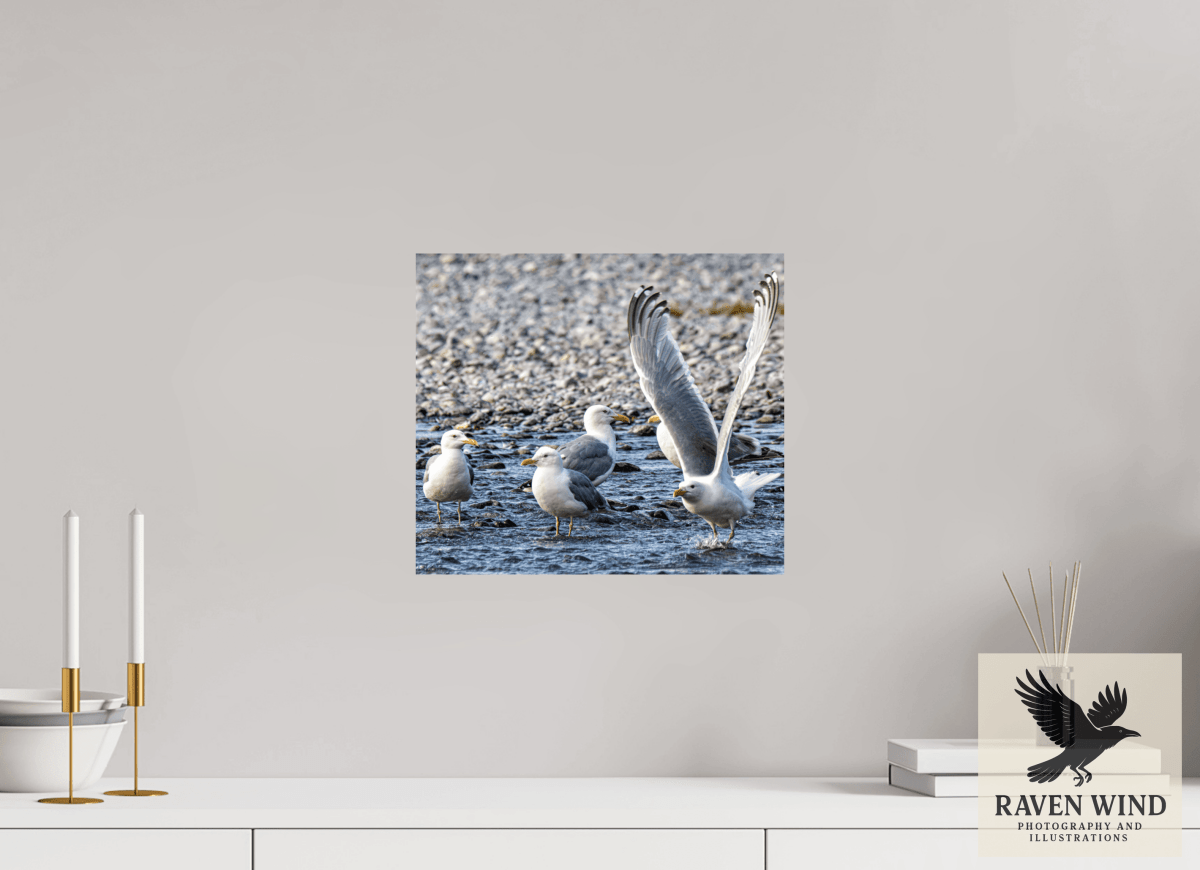 Raven Wind Photography & Illustrations-Wings in Motion - Seagulls on the Kasilof River, Fine Art Wildlife Print -