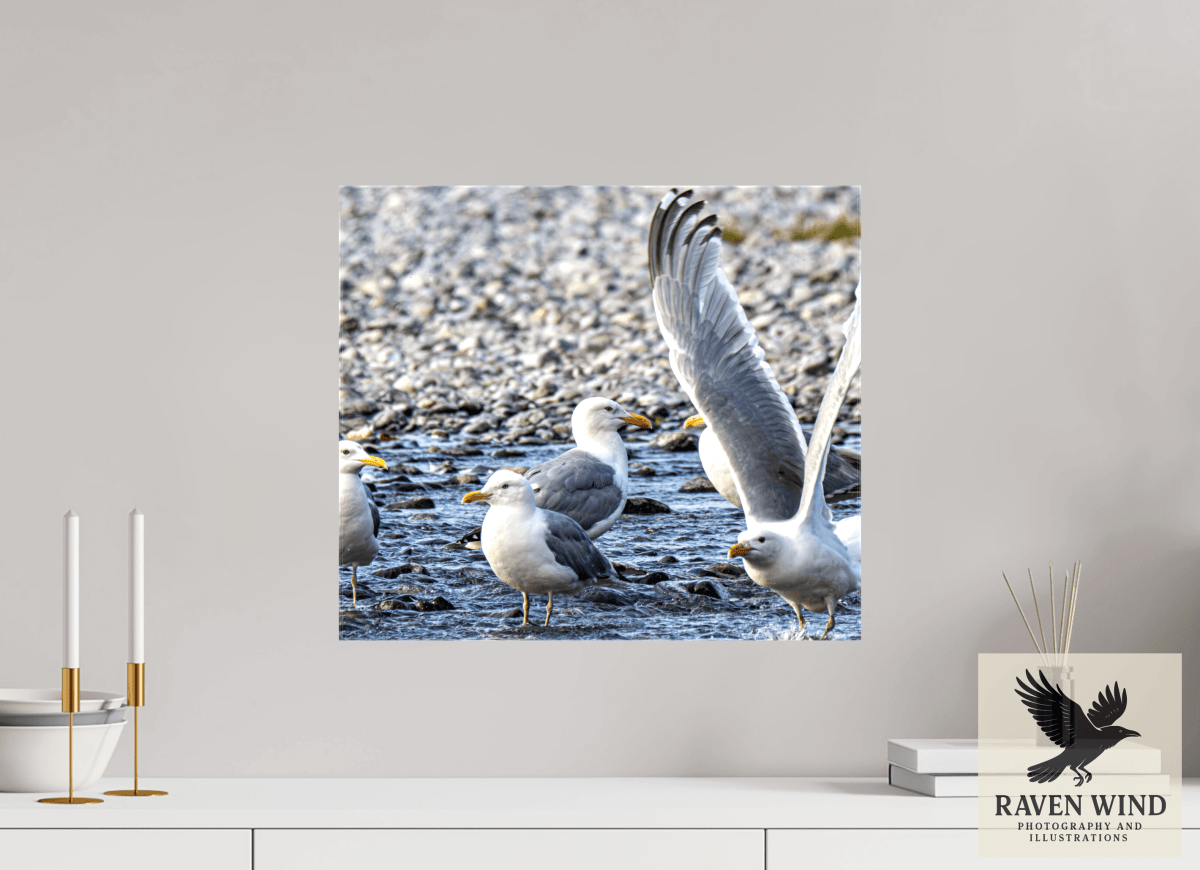 Raven Wind Photography & Illustrations-Wings in Motion - Seagulls on the Kasilof River, Fine Art Wildlife Print -