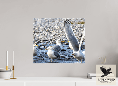 Raven Wind Photography & Illustrations-Wings in Motion - Seagulls on the Kasilof River, Fine Art Wildlife Print -