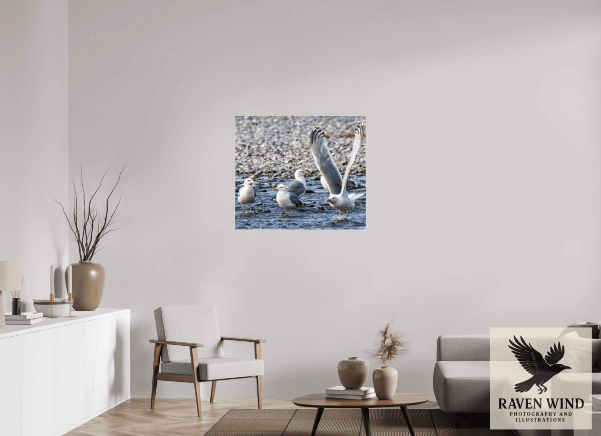 Raven Wind Photography & Illustrations-Wings in Motion - Seagulls on the Kasilof River, Fine Art Wildlife Print -