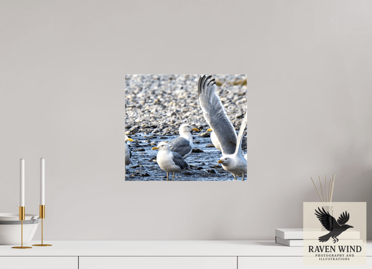 Raven Wind Photography & Illustrations-Wings in Motion - Seagulls on the Kasilof River, Fine Art Wildlife Print -