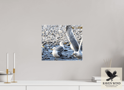 Raven Wind Photography & Illustrations-Wings in Motion - Seagulls on the Kasilof River, Fine Art Wildlife Print -