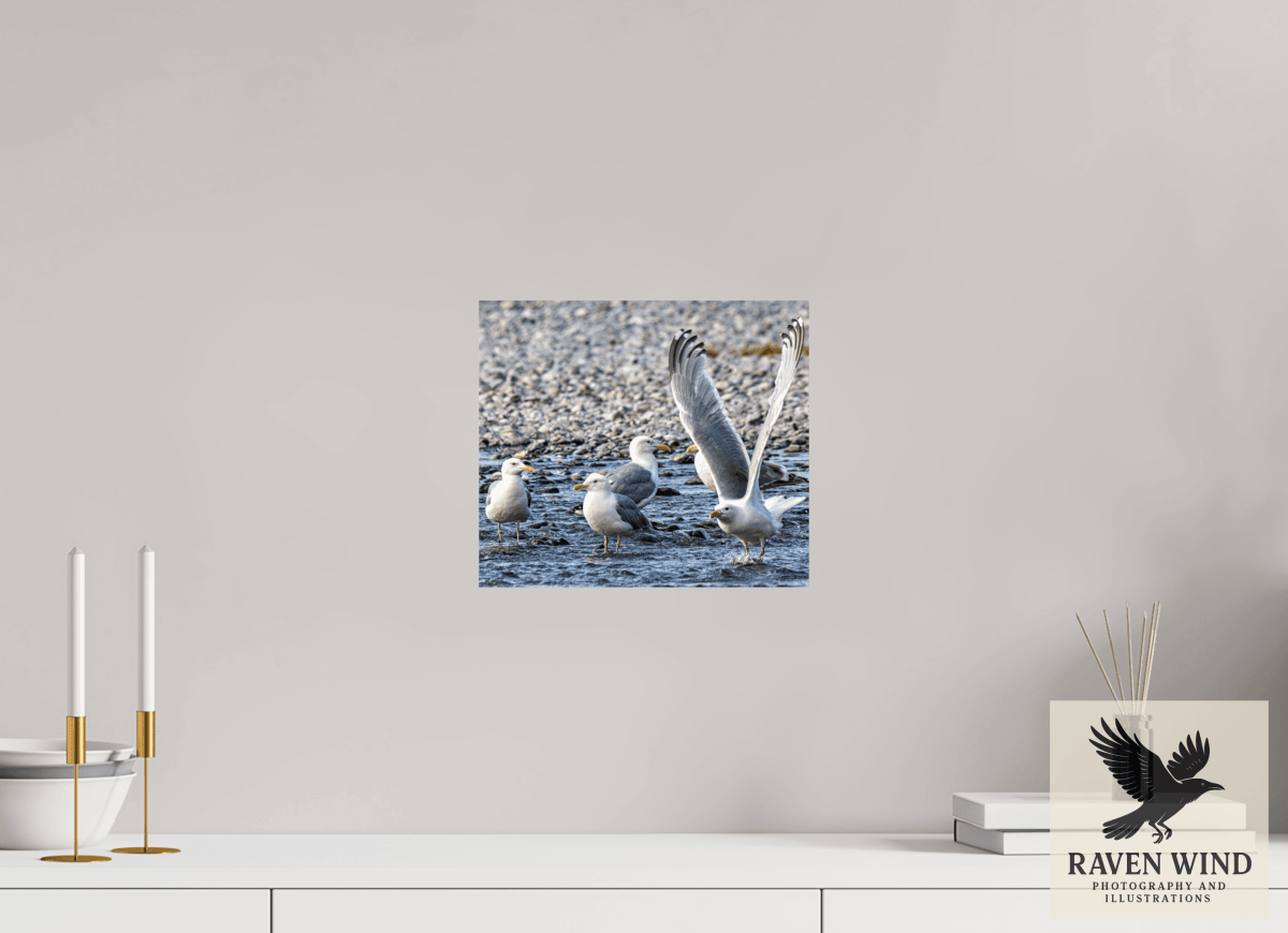 Raven Wind Photography & Illustrations-Wings in Motion - Seagulls on the Kasilof River, Fine Art Wildlife Print -