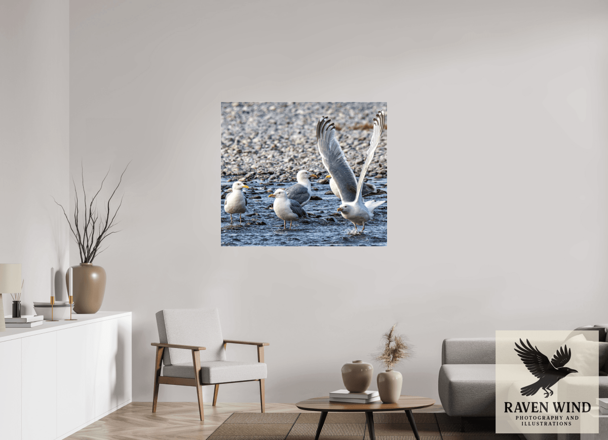 Raven Wind Photography & Illustrations-Wings in Motion - Seagulls on the Kasilof River, Fine Art Wildlife Print -