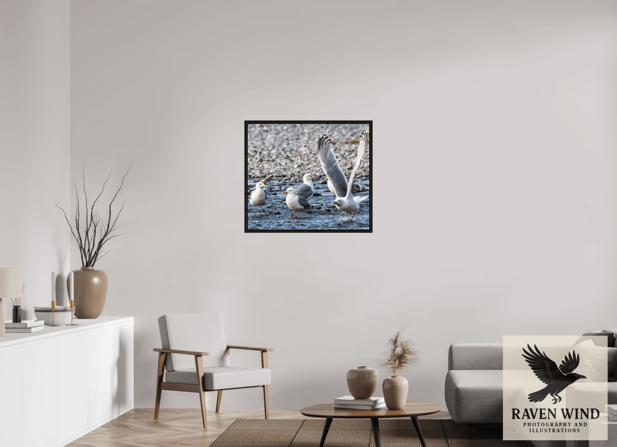 Raven Wind Photography & Illustrations-Wings in Motion - Seagulls on the Kasilof River, Fine Art Wildlife Print -