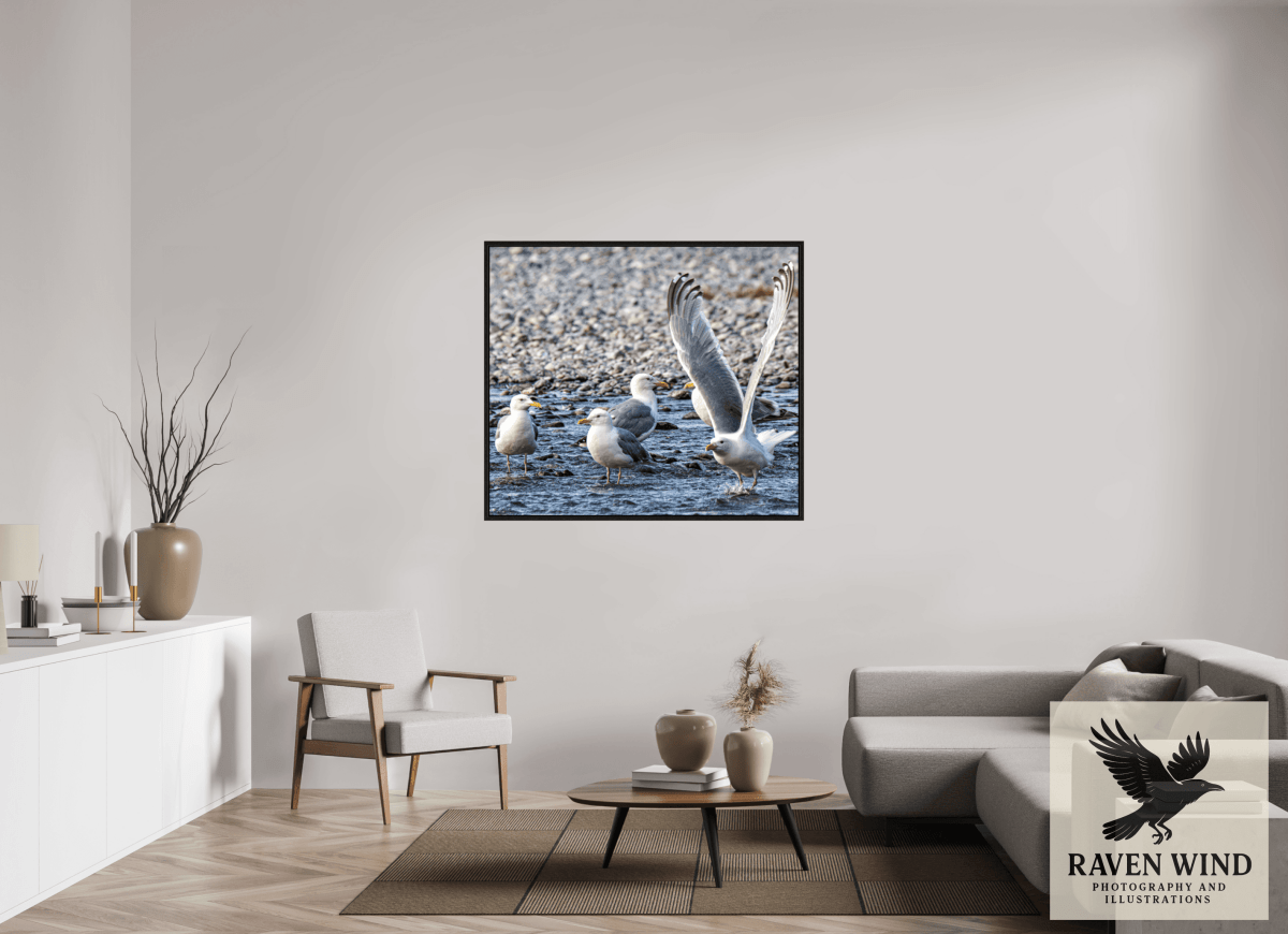 Raven Wind Photography & Illustrations-Wings in Motion - Seagulls on the Kasilof River, Fine Art Wildlife Print -