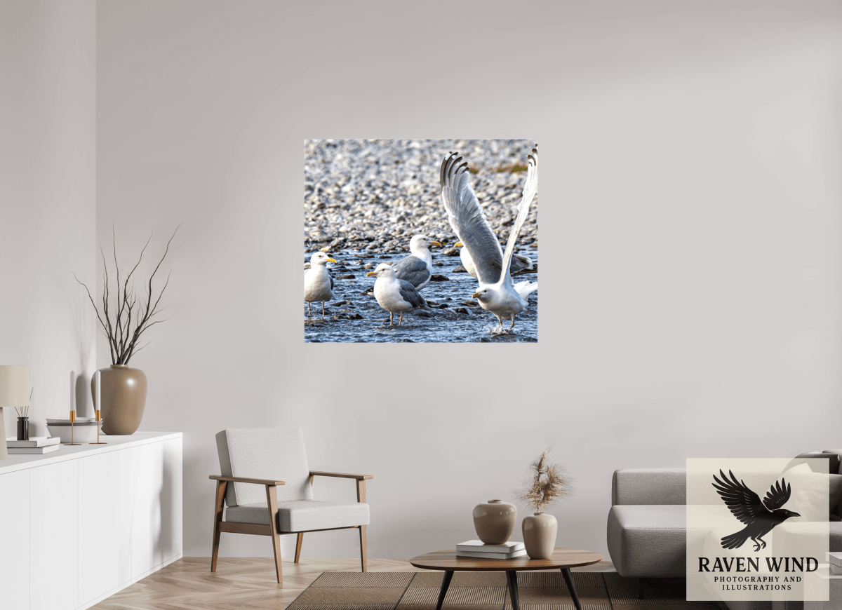 Raven Wind Photography & Illustrations-Wings in Motion - Seagulls on the Kasilof River, Fine Art Wildlife Print -