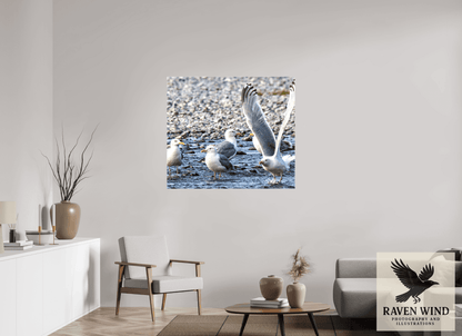 Raven Wind Photography & Illustrations-Wings in Motion - Seagulls on the Kasilof River, Fine Art Wildlife Print -