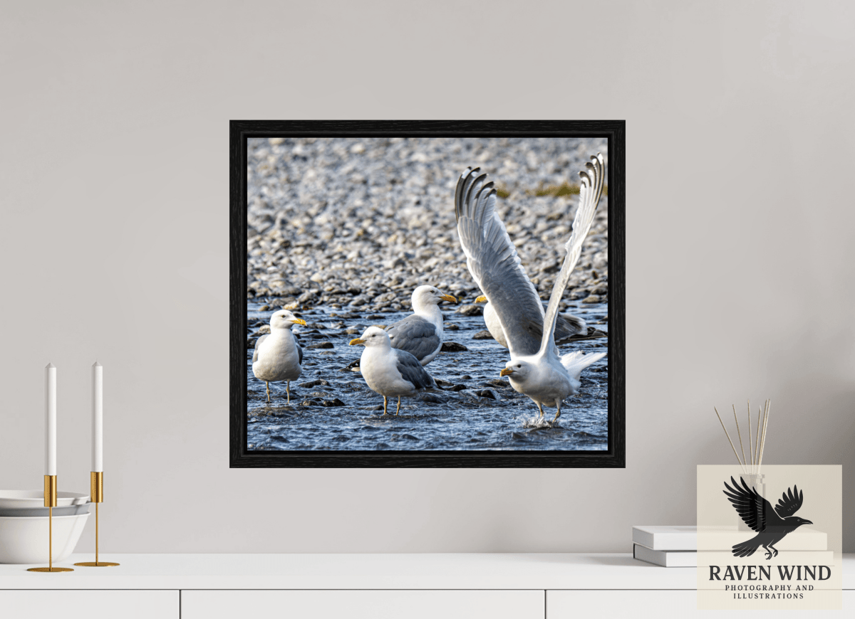 Raven Wind Photography & Illustrations-Wings in Motion - Seagulls on the Kasilof River, Fine Art Wildlife Print -