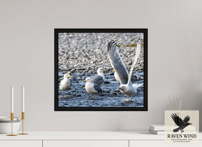 Raven Wind Photography & Illustrations-Wings in Motion - Seagulls on the Kasilof River, Fine Art Wildlife Print -