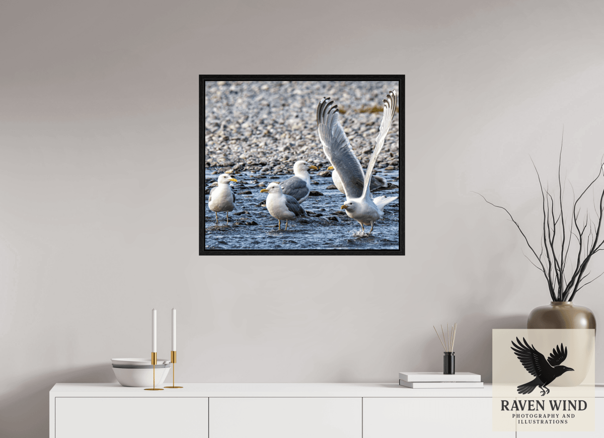 Raven Wind Photography & Illustrations-Wings in Motion - Seagulls on the Kasilof River, Fine Art Wildlife Print -