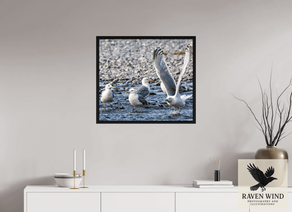 Raven Wind Photography & Illustrations-Wings in Motion - Seagulls on the Kasilof River, Fine Art Wildlife Print -