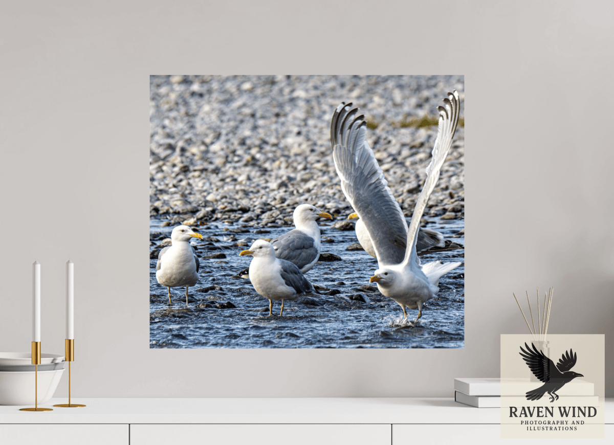 Raven Wind Photography & Illustrations-Wings in Motion - Seagulls on the Kasilof River, Fine Art Wildlife Print -