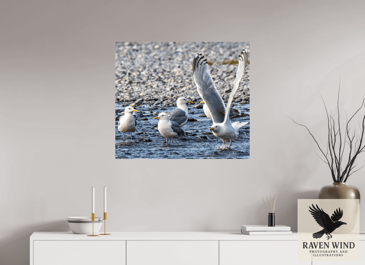 Raven Wind Photography & Illustrations-Wings in Motion - Seagulls on the Kasilof River, Fine Art Wildlife Print -