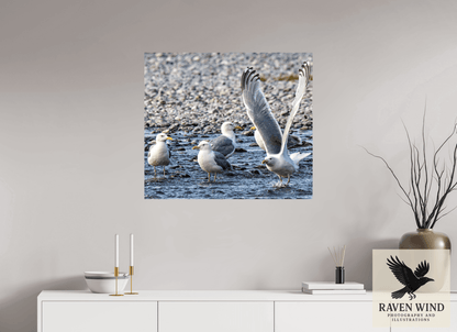 Raven Wind Photography & Illustrations-Wings in Motion - Seagulls on the Kasilof River, Fine Art Wildlife Print -
