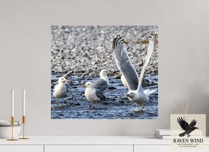 Raven Wind Photography & Illustrations-Wings in Motion - Seagulls on the Kasilof River, Fine Art Wildlife Print -