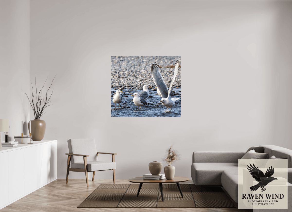 Raven Wind Photography & Illustrations-Wings in Motion - Seagulls on the Kasilof River, Fine Art Wildlife Print -