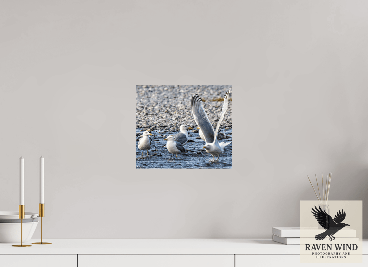 Raven Wind Photography & Illustrations-Wings in Motion - Seagulls on the Kasilof River, Fine Art Wildlife Print -
