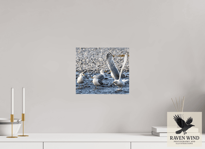 Raven Wind Photography & Illustrations-Wings in Motion - Seagulls on the Kasilof River, Fine Art Wildlife Print -