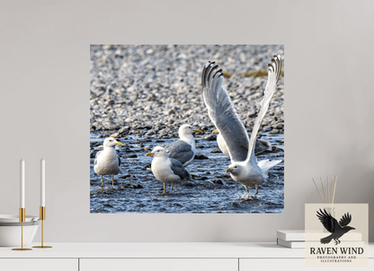 Raven Wind Photography & Illustrations-Wings in Motion - Seagulls on the Kasilof River, Fine Art Wildlife Print -