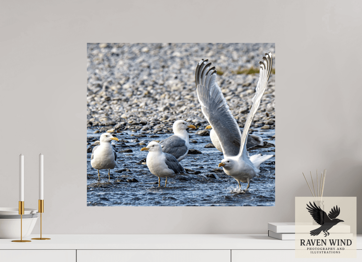 Raven Wind Photography & Illustrations-Wings in Motion - Seagulls on the Kasilof River, Fine Art Wildlife Print -