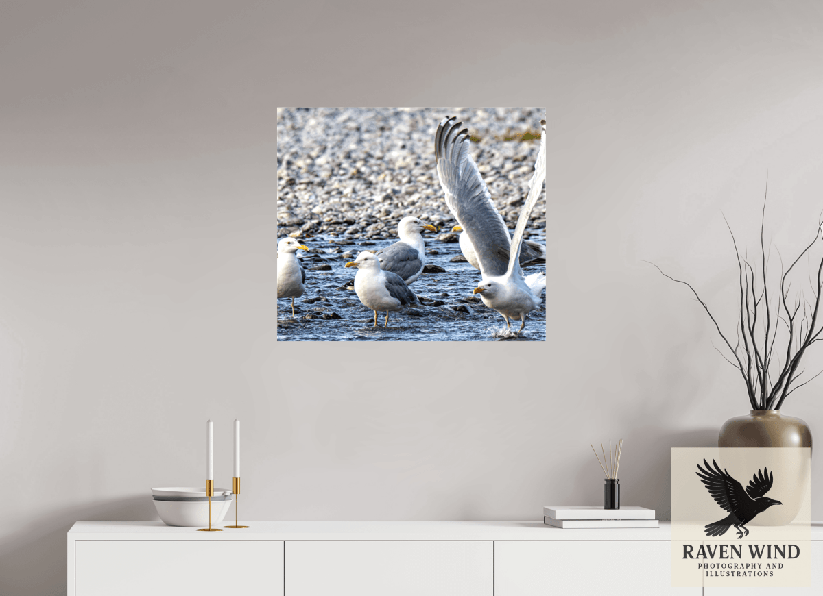 Raven Wind Photography & Illustrations-Wings in Motion - Seagulls on the Kasilof River, Fine Art Wildlife Print -