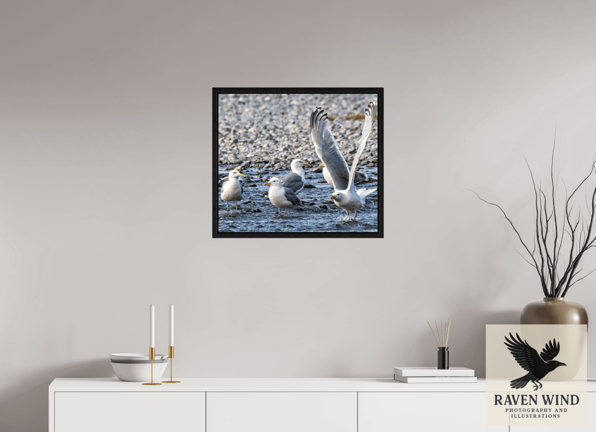 Raven Wind Photography & Illustrations-Wings in Motion - Seagulls on the Kasilof River, Fine Art Wildlife Print -