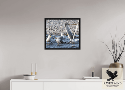 Raven Wind Photography & Illustrations-Wings in Motion - Seagulls on the Kasilof River, Fine Art Wildlife Print -