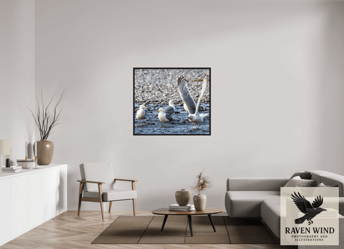 Raven Wind Photography & Illustrations-Wings in Motion - Seagulls on the Kasilof River, Fine Art Wildlife Print -