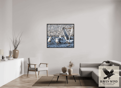Raven Wind Photography & Illustrations-Wings in Motion - Seagulls on the Kasilof River, Fine Art Wildlife Print -