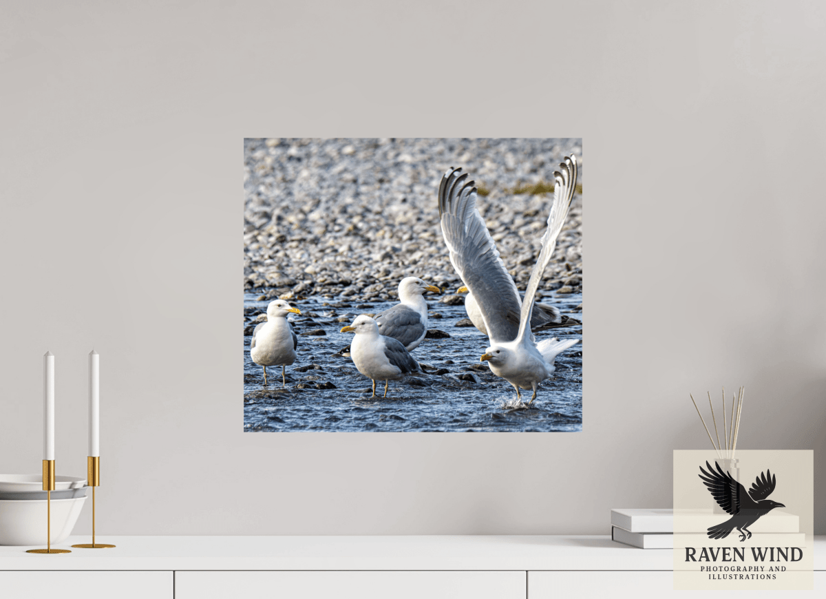 Raven Wind Photography & Illustrations-Wings in Motion - Seagulls on the Kasilof River, Fine Art Wildlife Print -