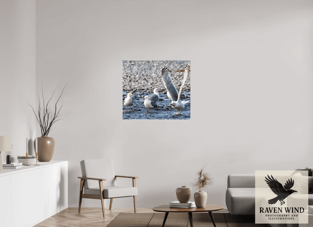 Raven Wind Photography & Illustrations-Wings in Motion - Seagulls on the Kasilof River, Fine Art Wildlife Print -