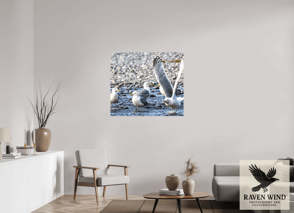 Raven Wind Photography & Illustrations-Wings in Motion - Seagulls on the Kasilof River, Fine Art Wildlife Print -