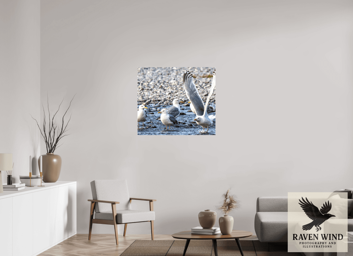 Raven Wind Photography & Illustrations-Wings in Motion - Seagulls on the Kasilof River, Fine Art Wildlife Print -
