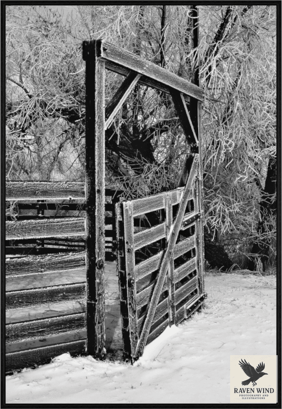 Raven Wind Photography & Illustrations-Winter Gate Black and White Fine Art Nature Print -